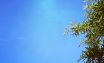 Tree leaves against blue sky